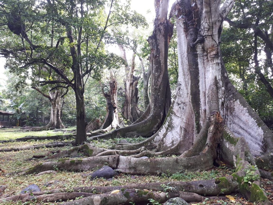 Árboles ancestrales de raíces expuestas en los terrenos de Amagua Natura.
